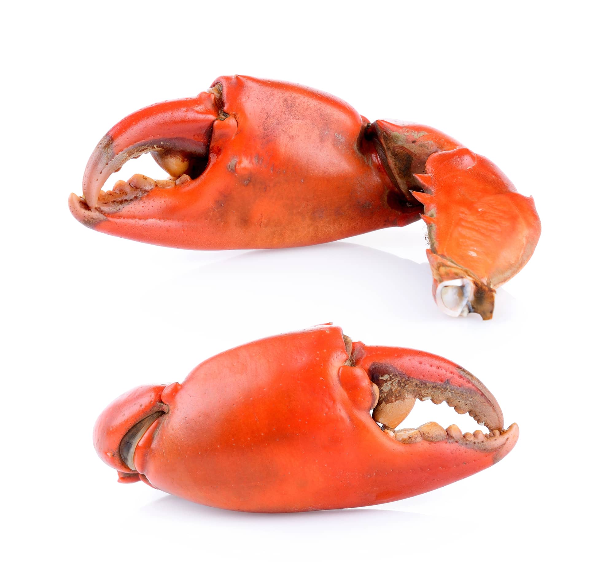 jonah crab claws