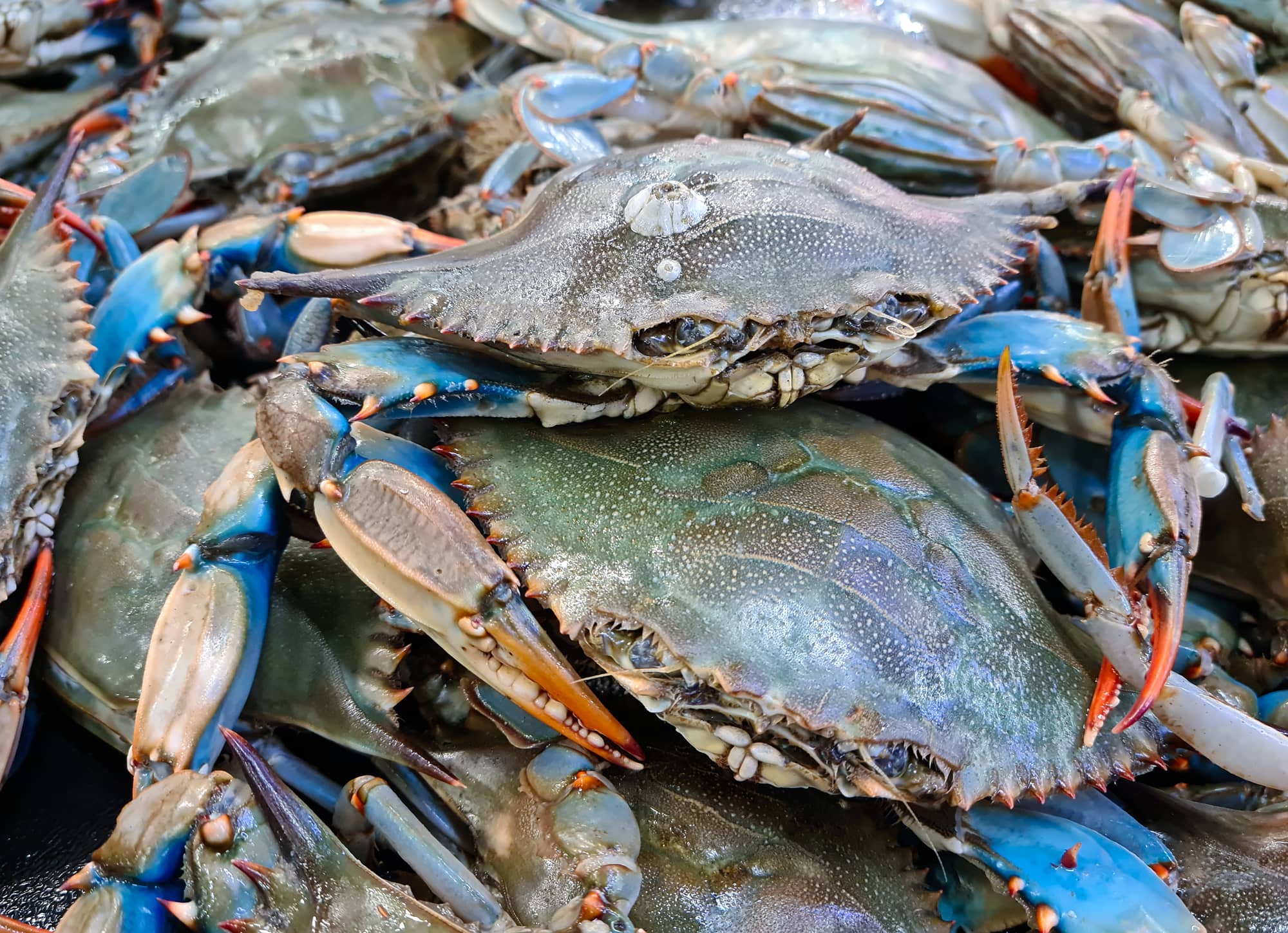 stone crab vs blue crab