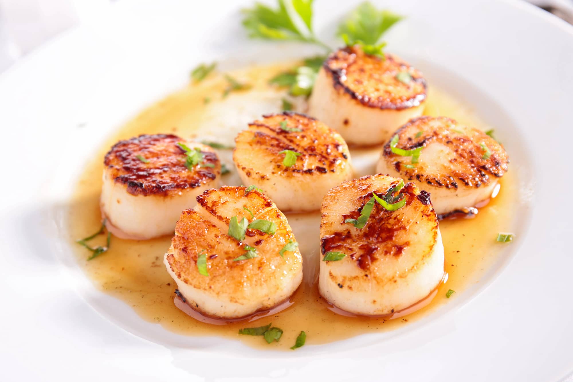 seared scallops with champagne sauce