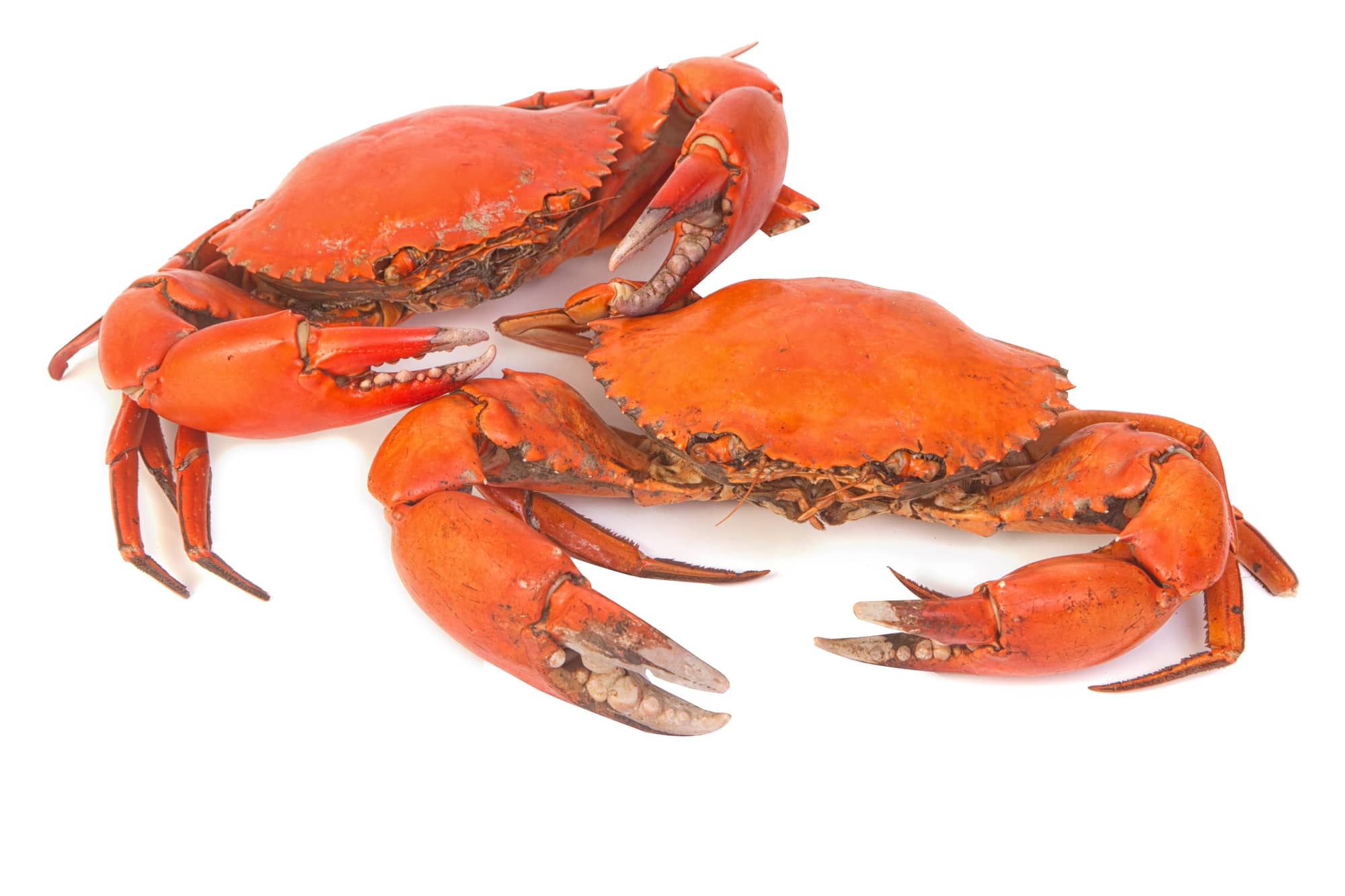 dungeness crabs