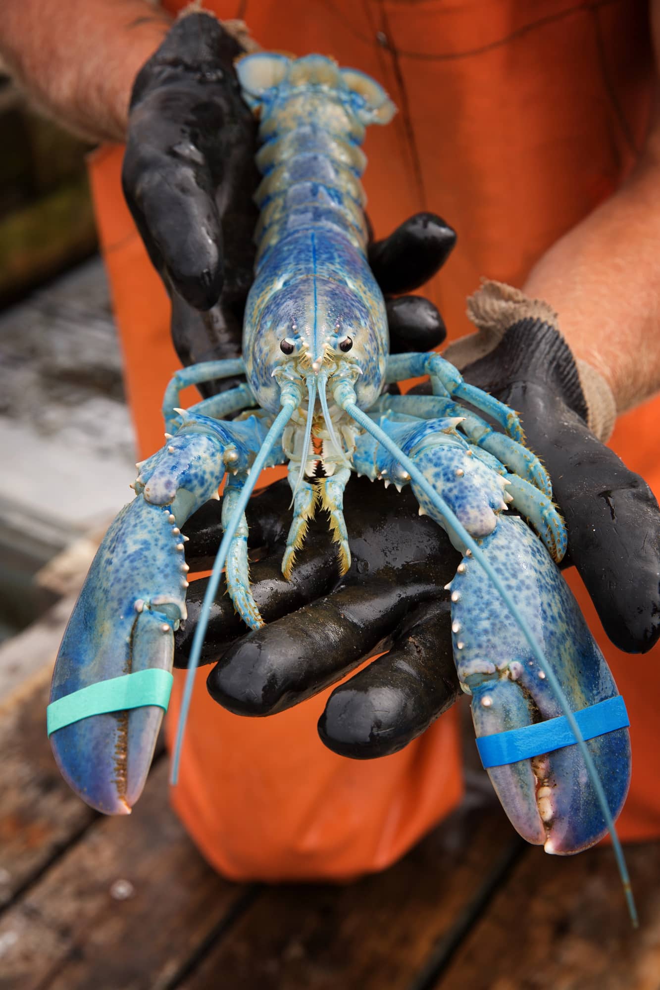 rare blue lobster
