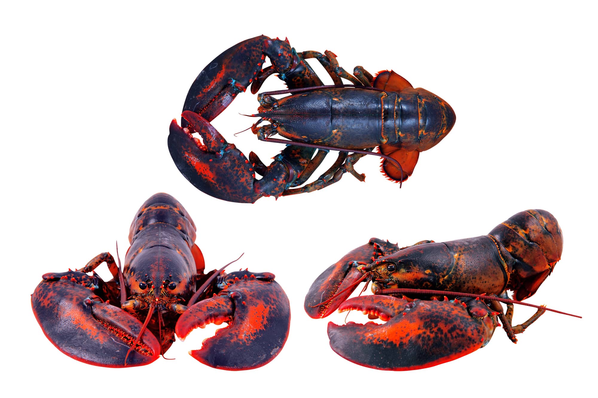 blue colored lobsters