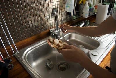 How to Clean Scallops