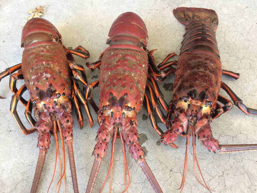 warm water lobsters