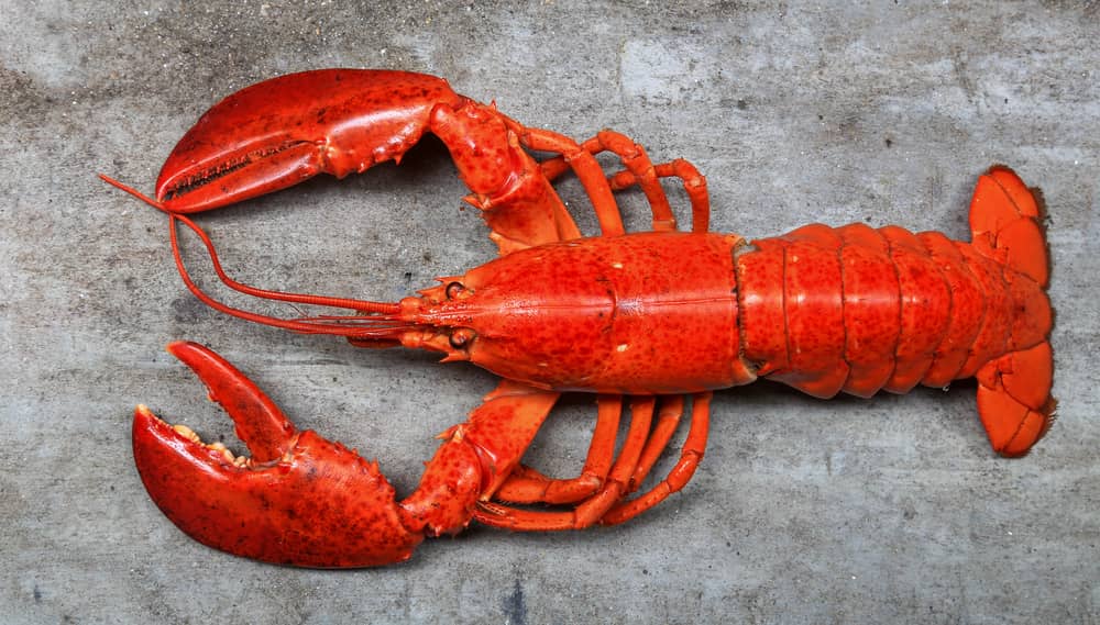 cooked red lobster