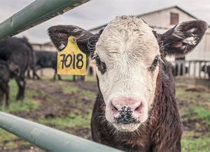 Grass fed organic beef cattle