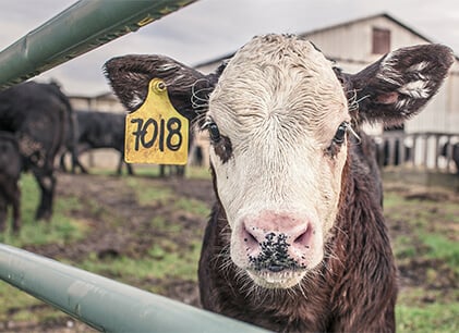 Grain fed beef cattle