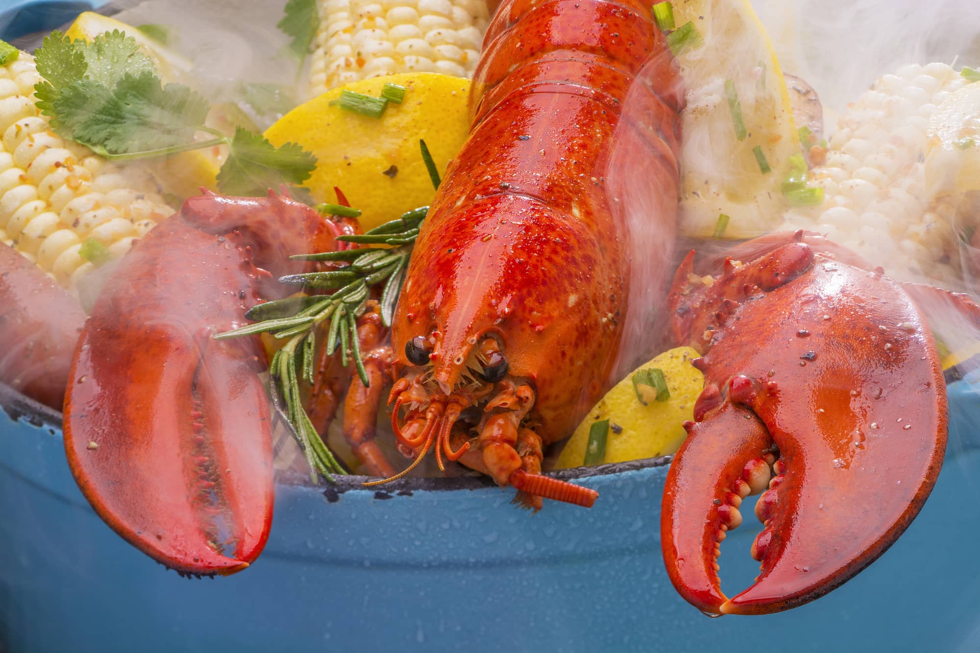 steaming a live lobster