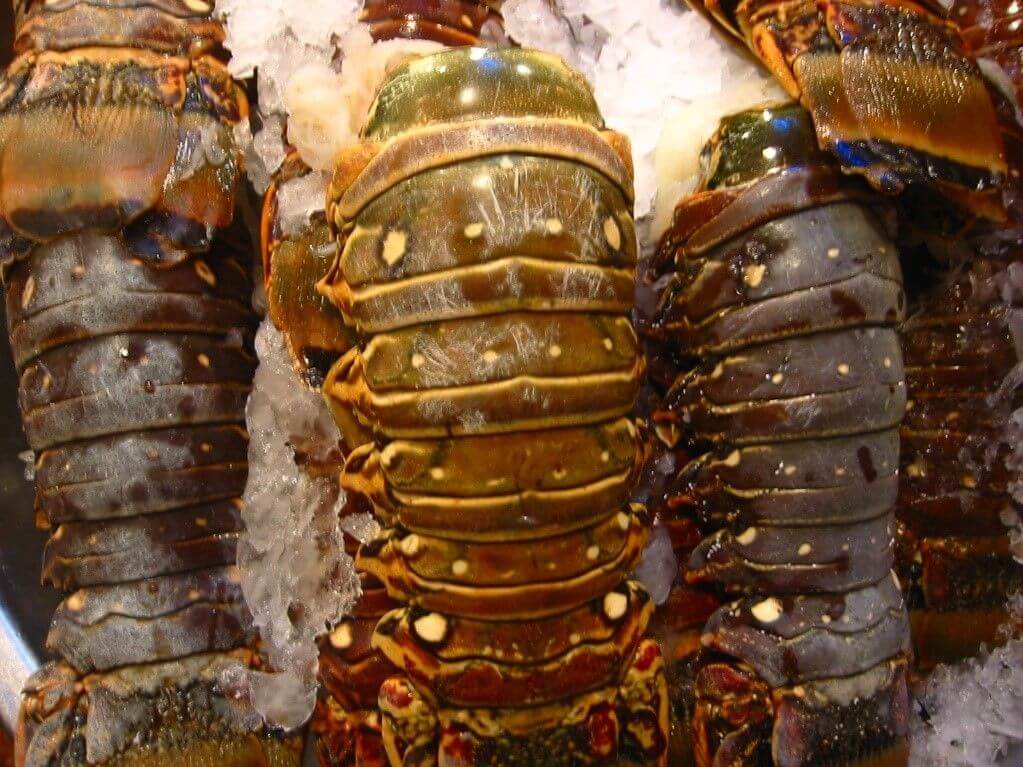 frozen lobster tails