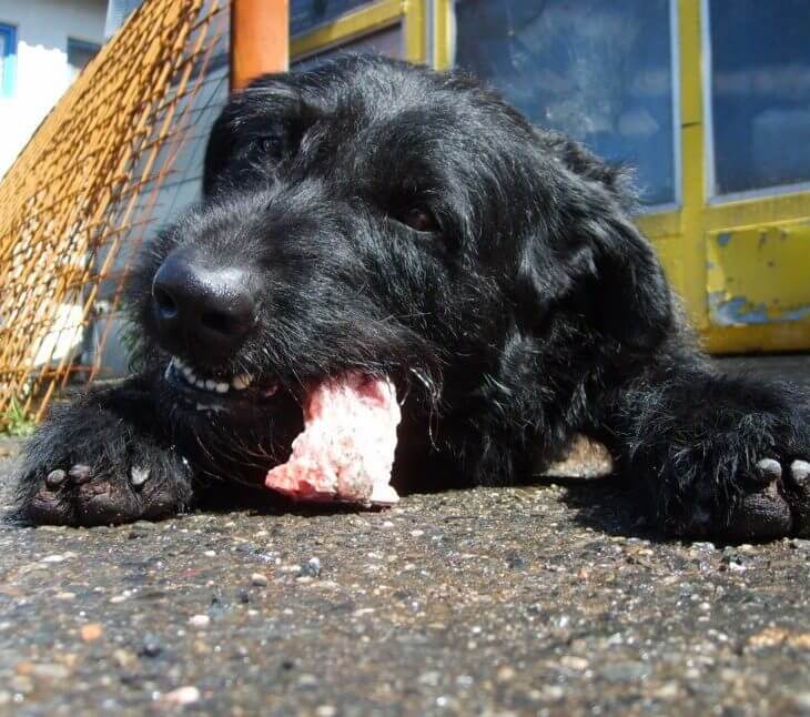 dog eating steak