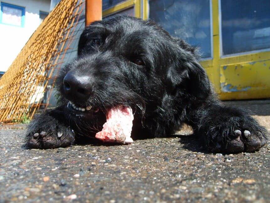 are ribeye bones good for dogs