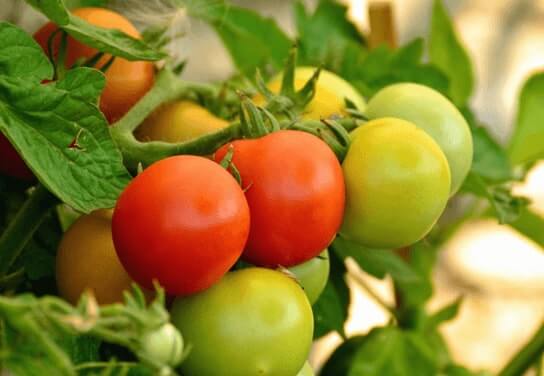 fresh green and red tomatos