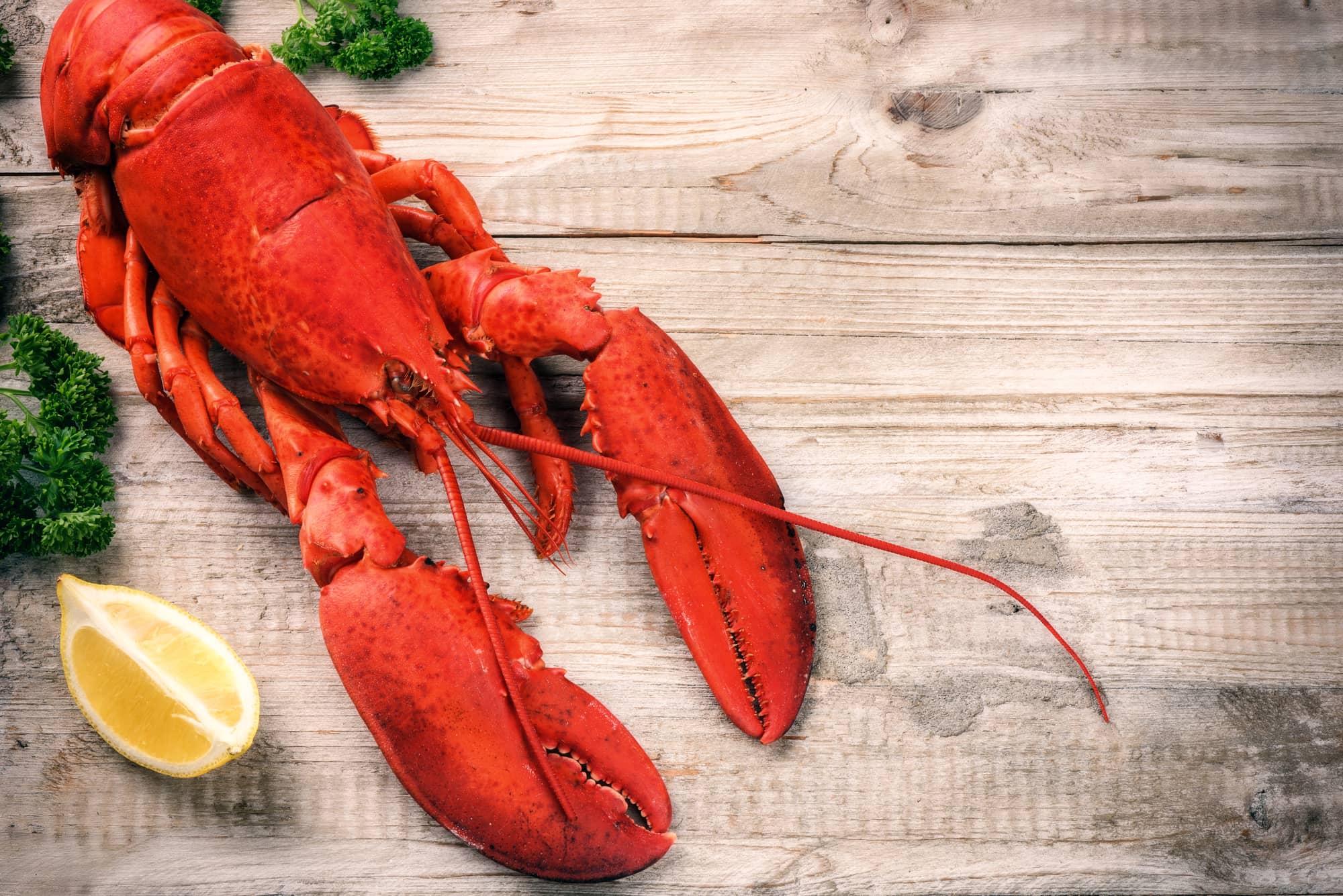 cooked lobster ready to eat