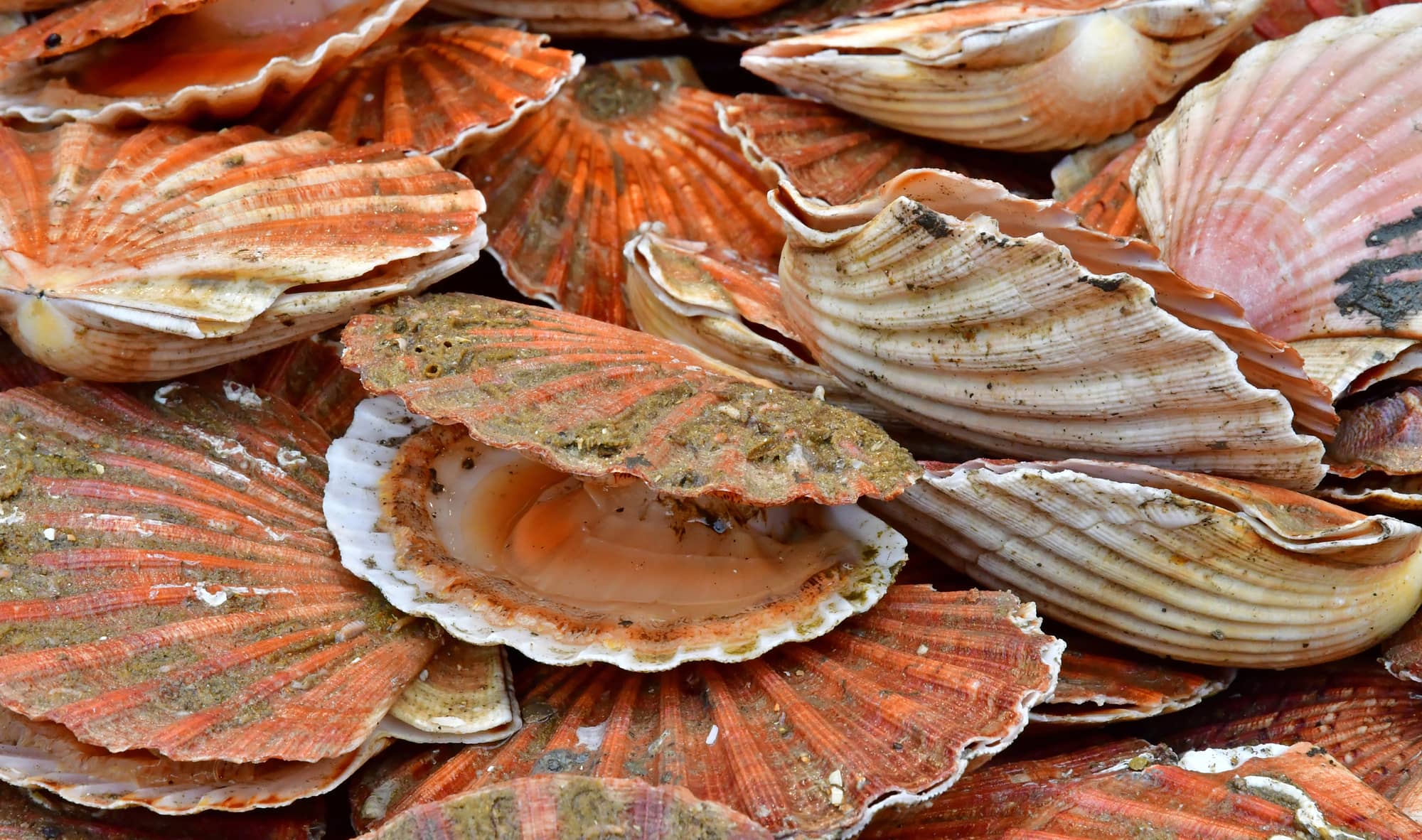 bay vs sea scallops