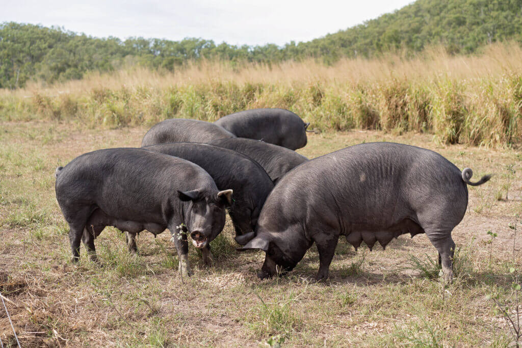 Berkshire or Kurobuta pork being raised