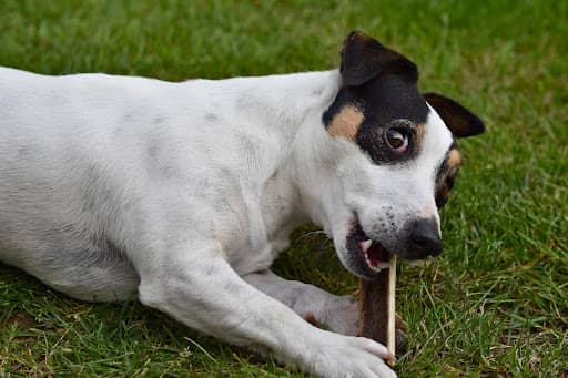 dog eating a steak bone