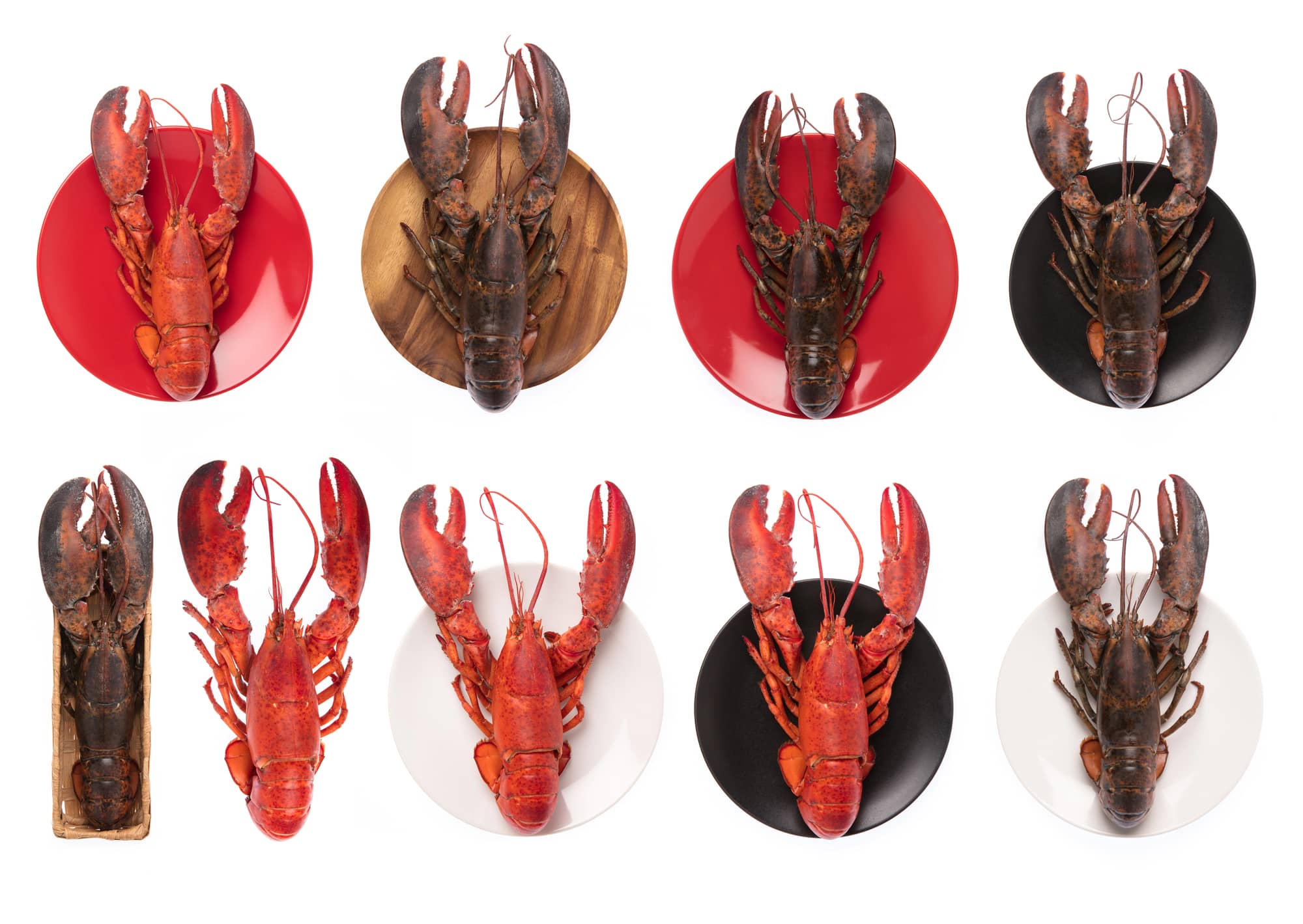 different types/variations of lobsters