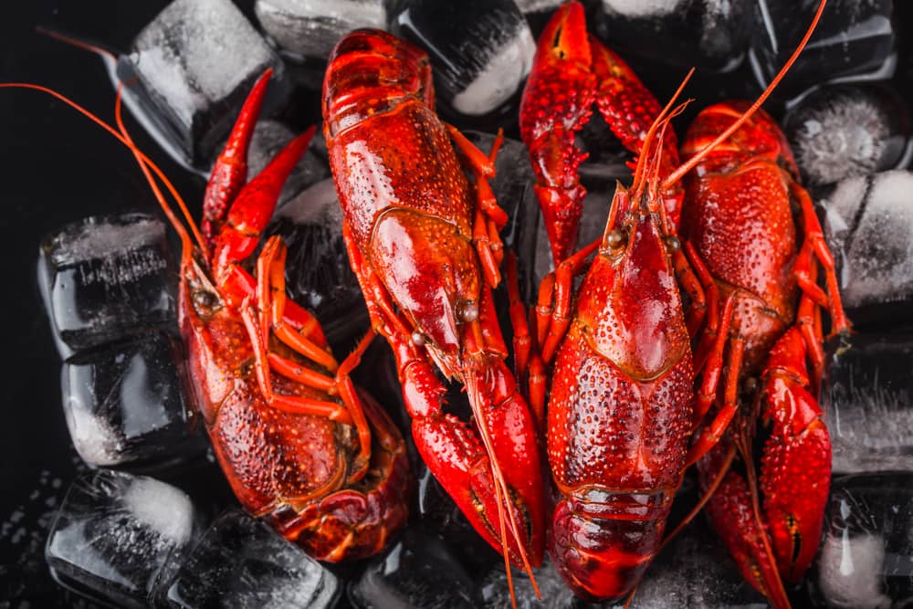 lobster on ice