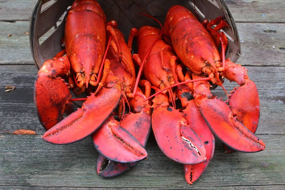 cold water lobsters