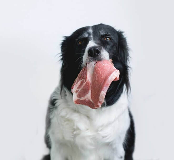 dog eating steak