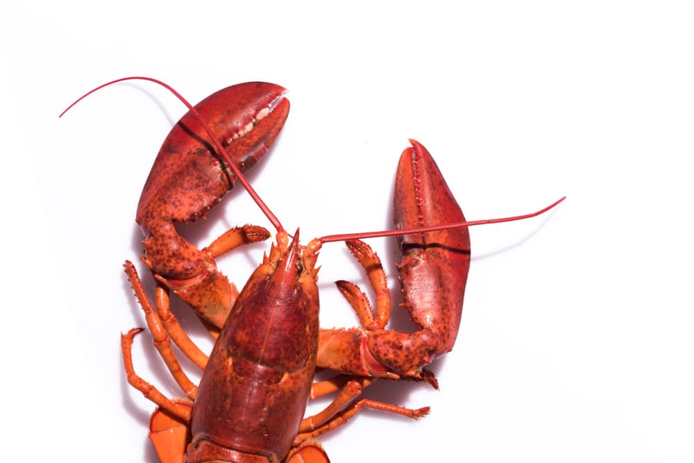 maine lobster