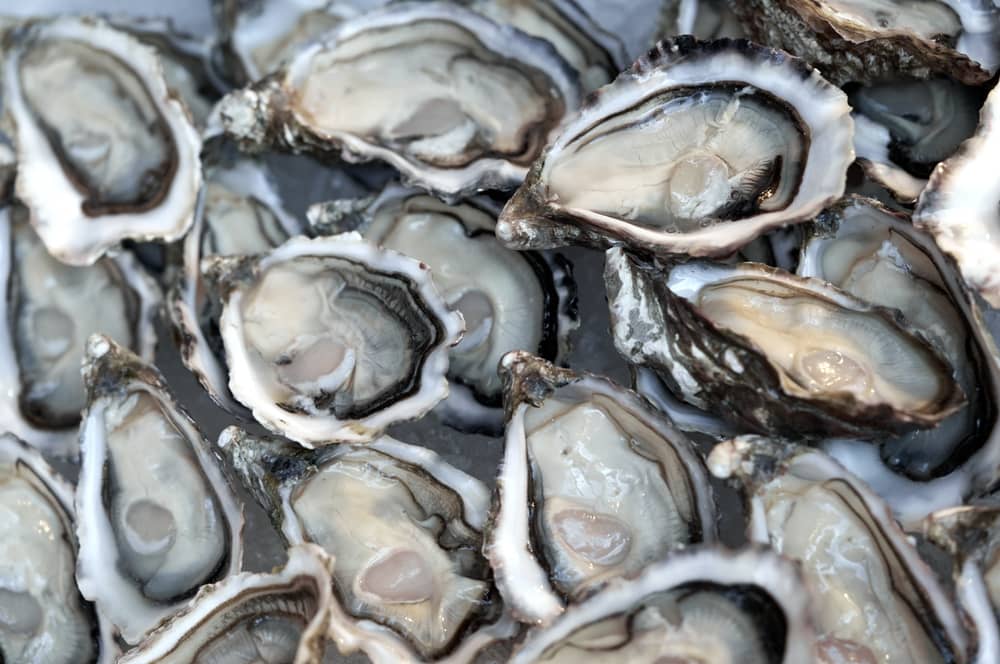 oysters
