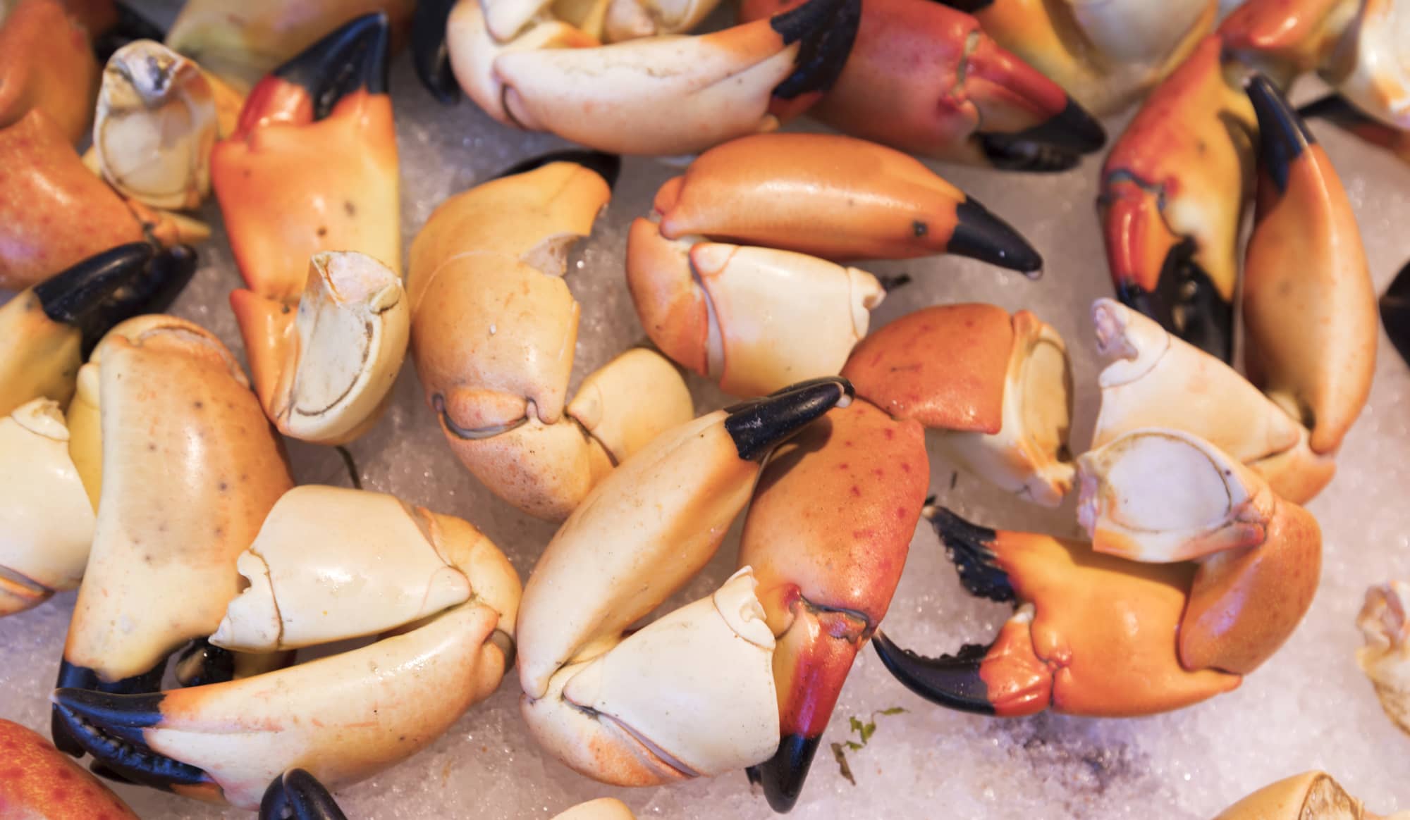 stone crab claws