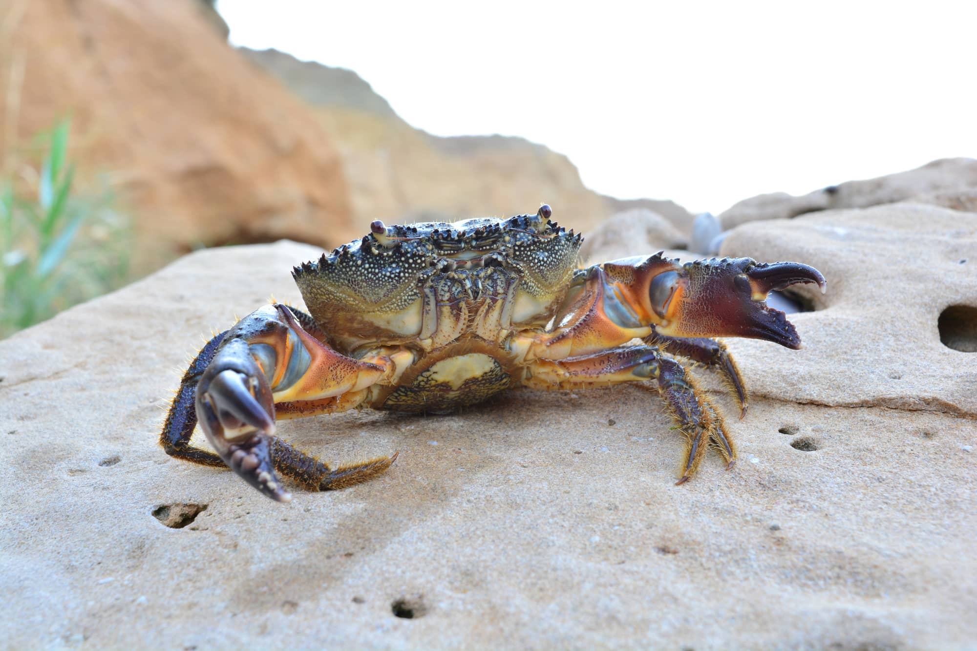 stone crab