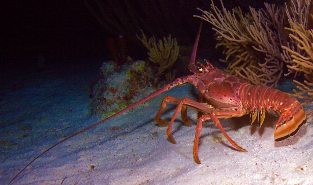 live red lobster